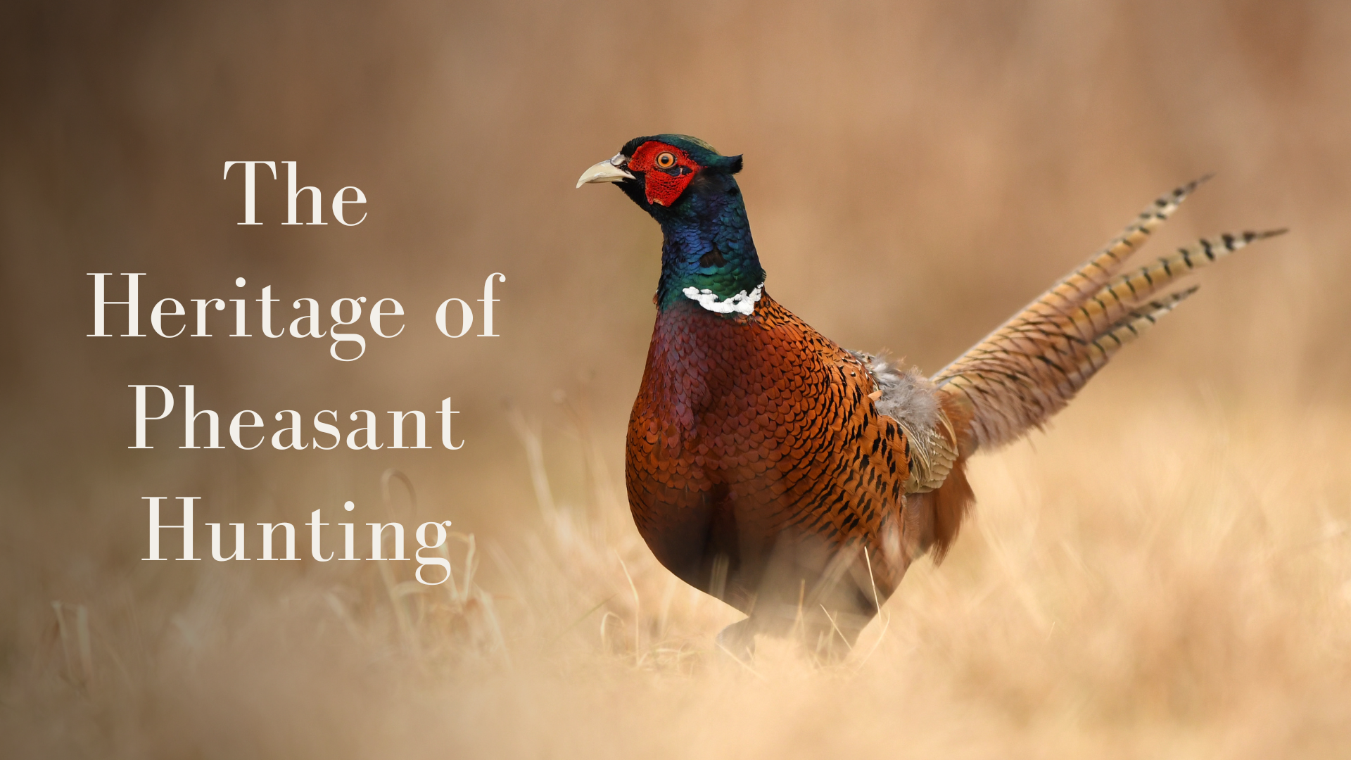 The Heritage of Pheasant Hunting in North Dakota