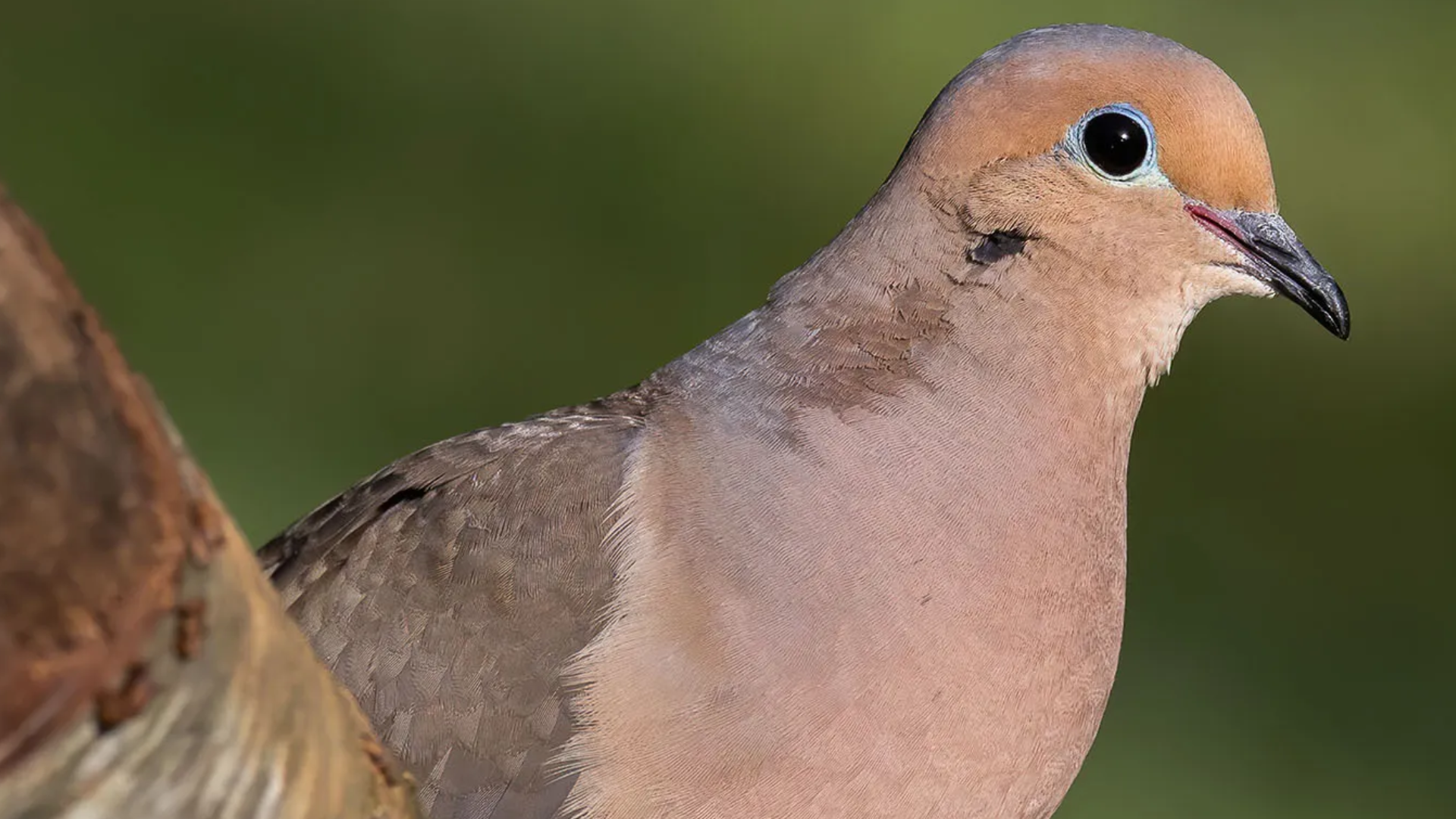 A Gentleman’s Guide to Dove Season Essentials
