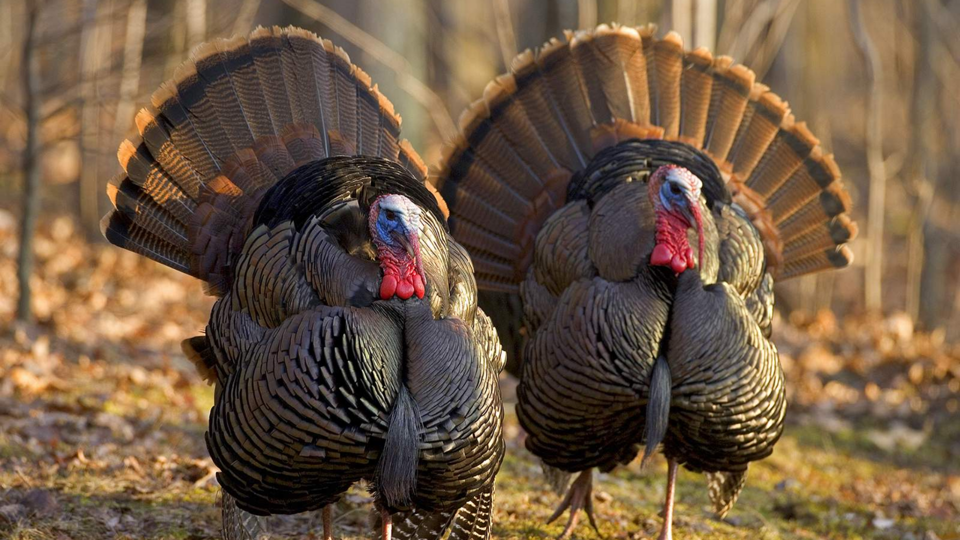 The Legacy of the Spring Hunt: Turkey Season, Camaraderie & Time-Honoured Gear