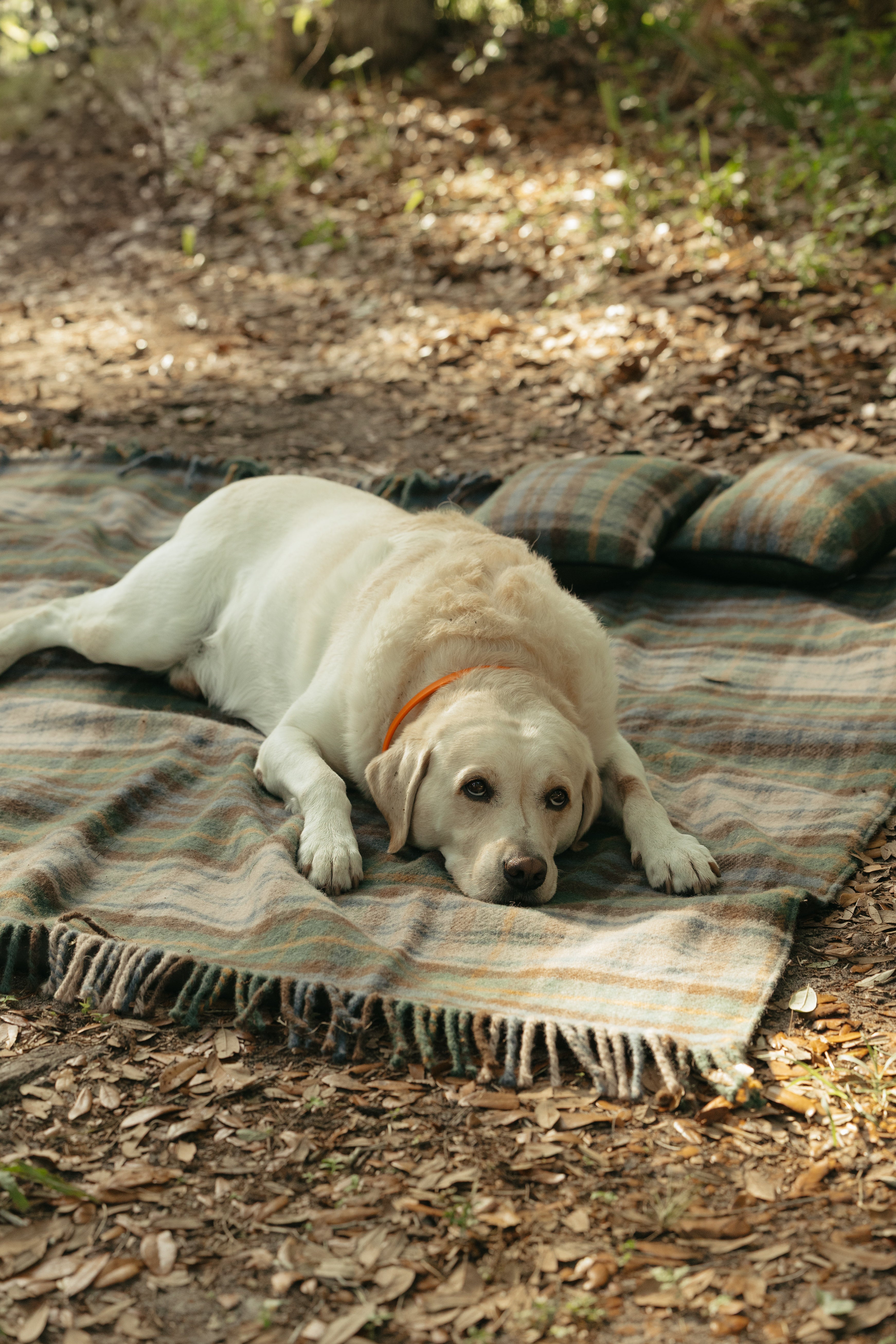 Field Traditions New Wool Tartan Picnic Blanket