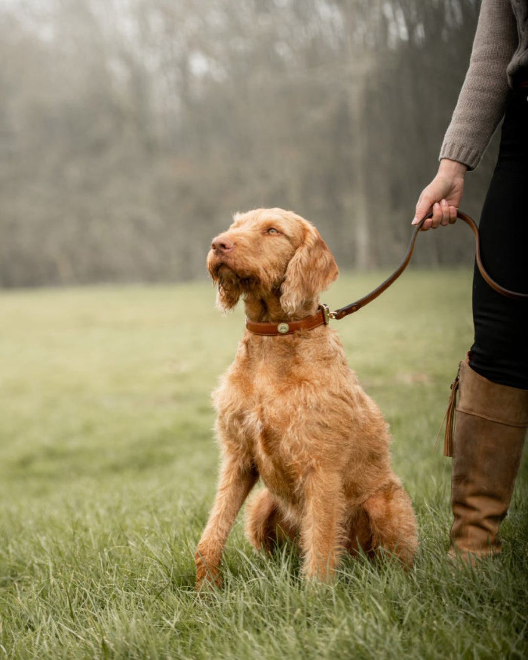 Lavertontipfield dog collar