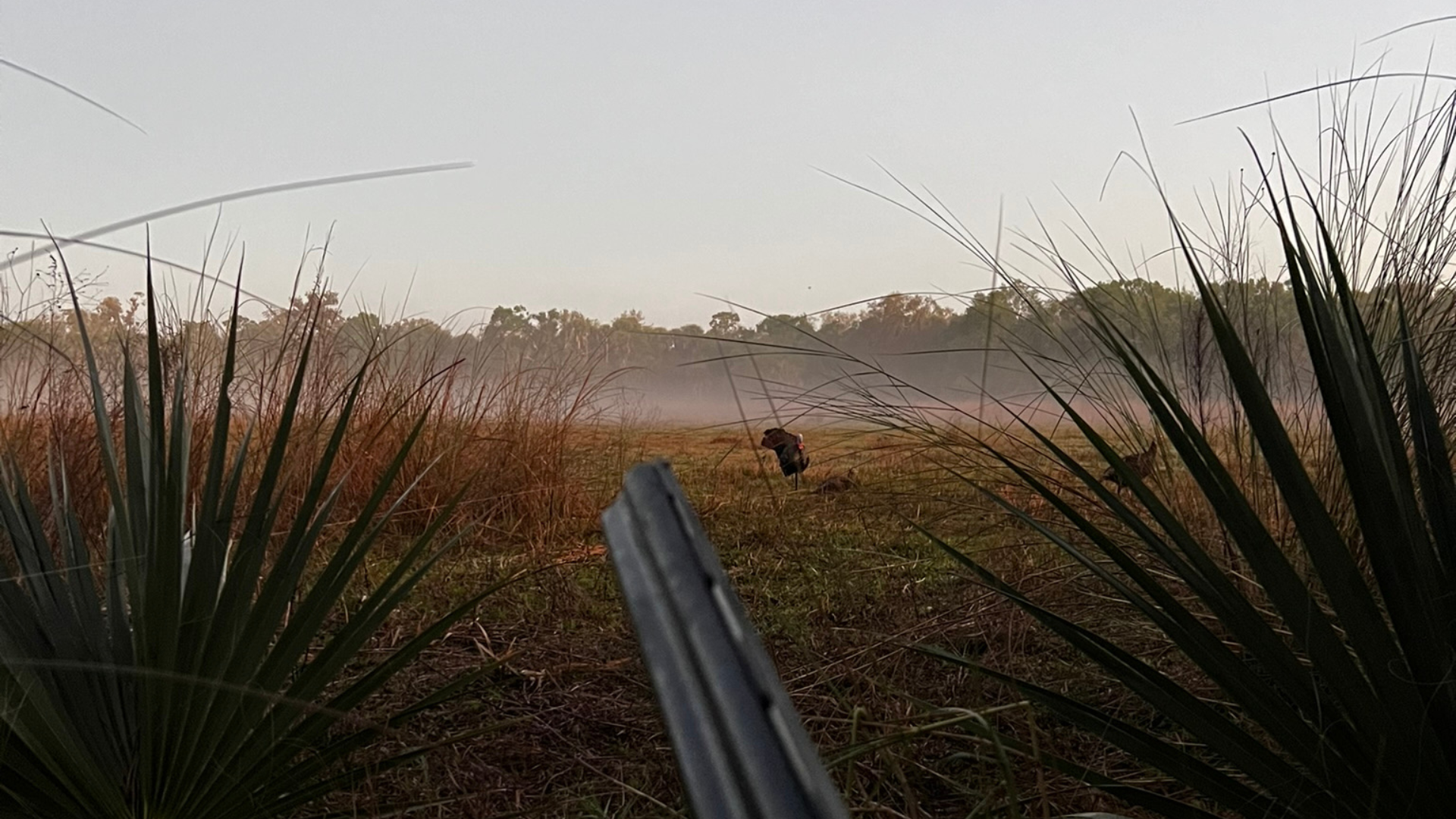 Spring Turkey Season: Traditions That Mark the Start of the Sporting Year