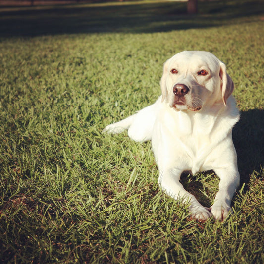 The Love of a Labrador