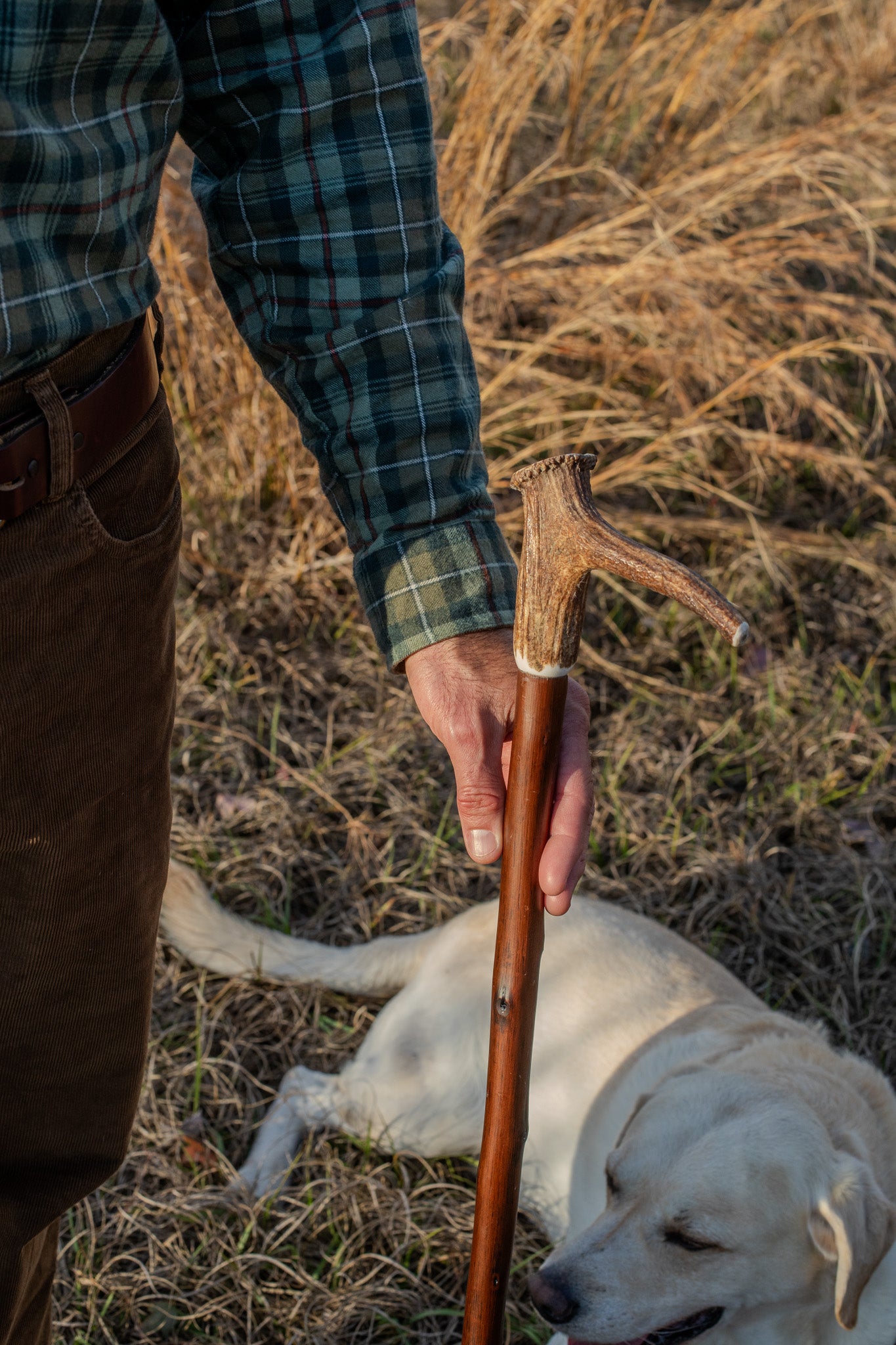 Staghorn Walking stick