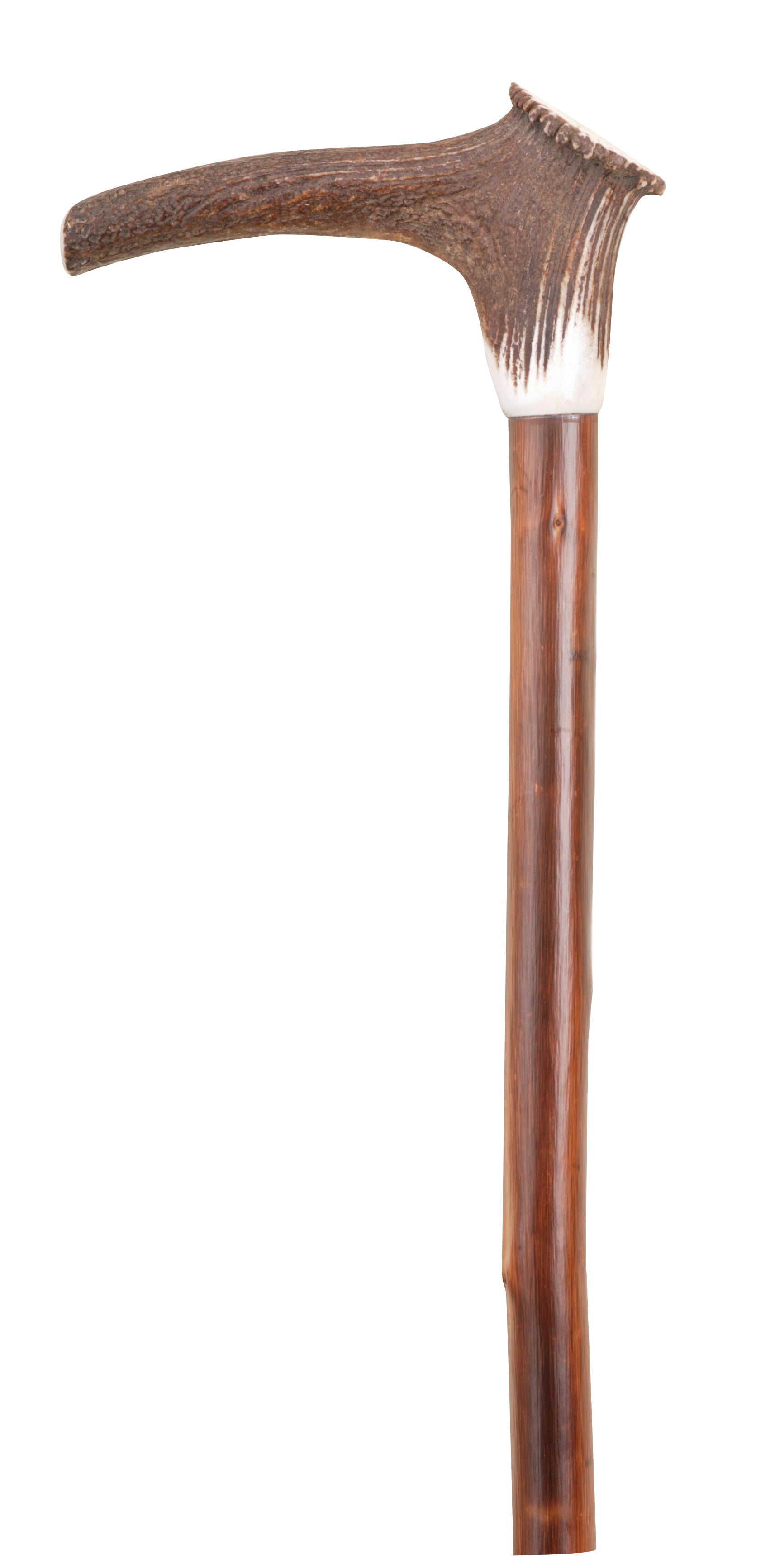 Staghorn Walking stick