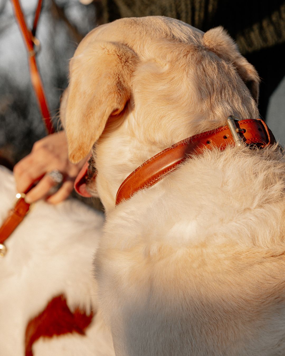 Laverton Tip Field Dog Collar