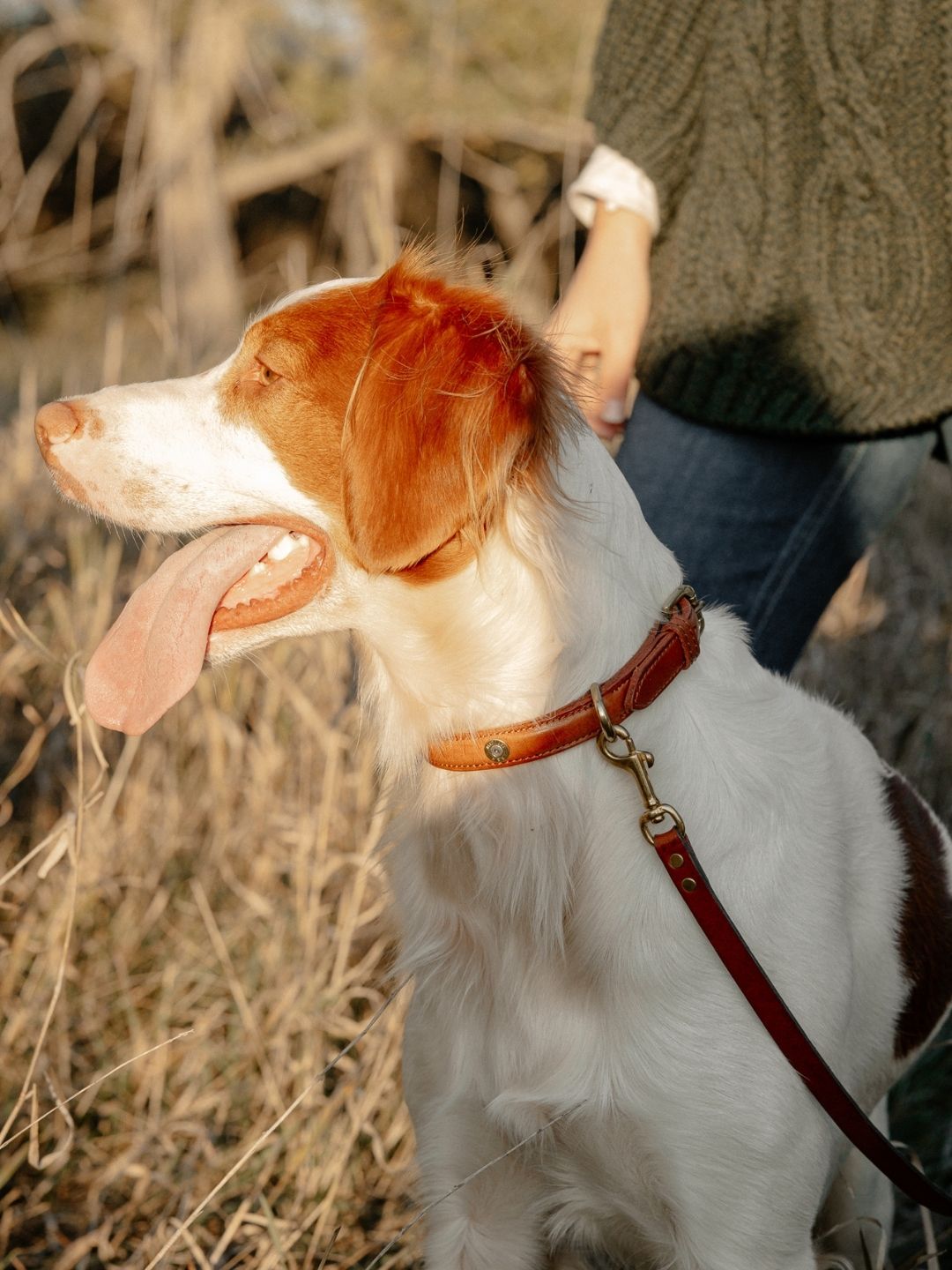 Stanway Multi Field Dog Collar - Cognac